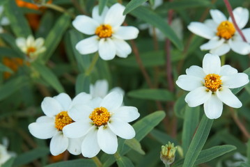 white little pretty flowers