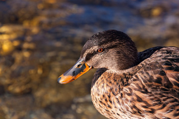 Detail of a female mallard duck with blurred water on the background