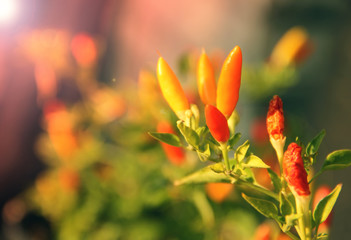 Chili peppers