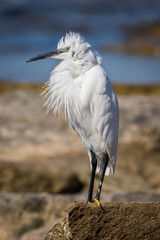 Little Egret (Egretta garzetta) puffing its feathers