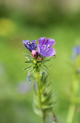 Echium