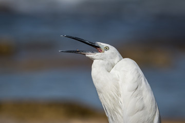 Little Egret (Egretta garzetta) showing its stinger tongue