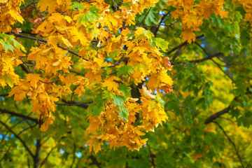 Yellowing leaves on the branches of a maple tree on blue sky background close-up. Autumn leaf fall.