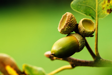Oak tree branch acorn nut as beautiful autumn season background