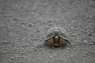 Tortoise crossing road