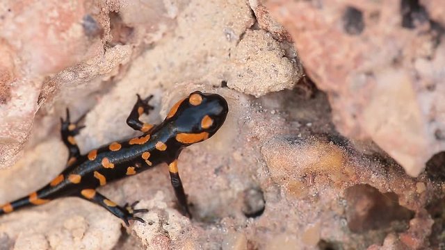 Salamander walking through a rock next to a source