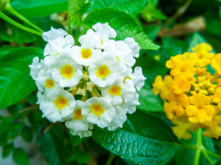 Lantana camara mix yellow white water drop on flower