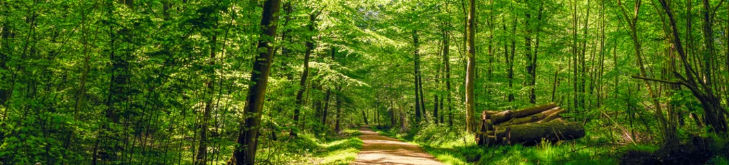 Zelfklevend Fotobehang Road in a idyllic forest © Polarpx