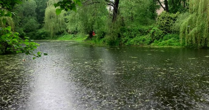 Pond, rain, Botanical Garden of MSU, Moscow