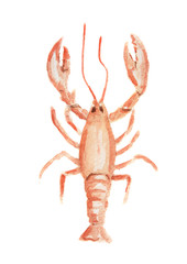 Isolated watercolor red lobster on white background. Delicious and healthy seafood. Restaurant menu.