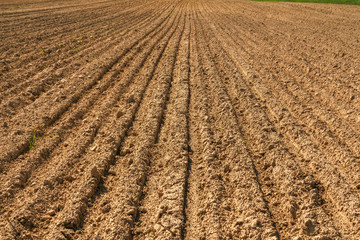 The plowed field. Furrow go to the horizon. The sowing of winter crops. Agricultural work. Sandy...