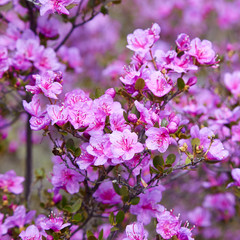 Closeup shot of Rhododendron dauricum flowers