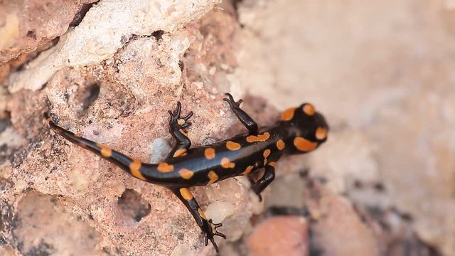 Salamander walking through a rock next to a source