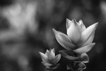 Photo sur Aluminium Fleurs Siam Tulip flower Black and white
