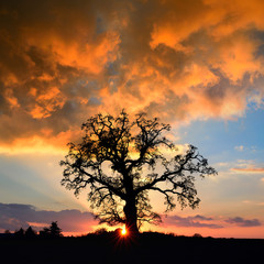 Mighty Oak Tree at Sunset