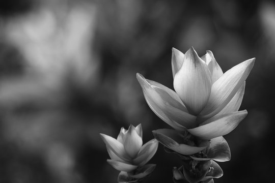 Fototapeta Siam Tulip flower Black and white