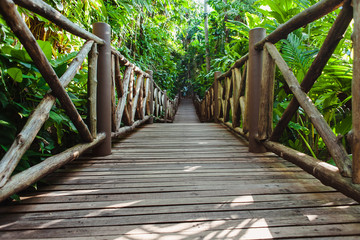 Wood path through tropical forest