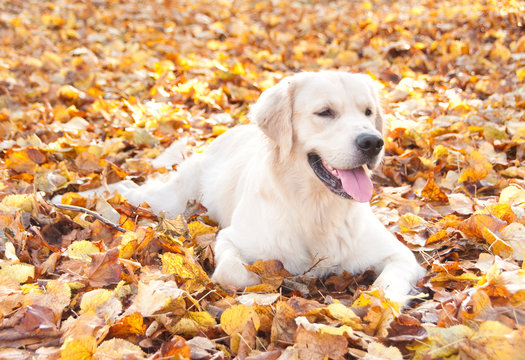 Dog lying on autumn leaves