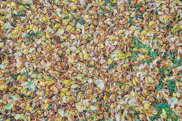 yellow leaves on the grass