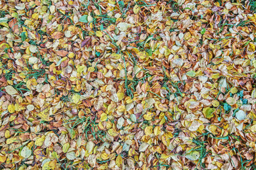 yellow leaves on the grass