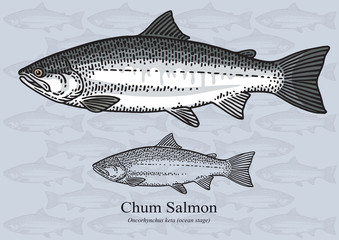 Chum salmon. Vector illustration for artwork in small sizes. Suitable for graphic and packaging design, educational examples, web, etc.