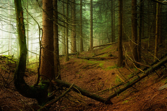 Fototapeta Dark Forest of Spruce Trees in Fog, Spooky Mystic Atmosphere
