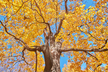 the trees in the fall from the bottom up