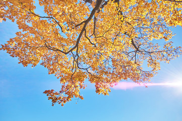 the trees in the fall from the bottom up