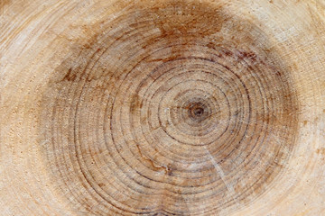 cut the branches of a tree with rings and texture