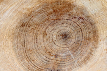 Naklejka premium cut the branches of a tree with rings and texture