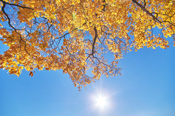 the trees in the fall from the bottom up