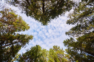 Obraz premium the trees in the fall from the bottom up