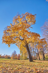 Fototapeta premium autumn Park