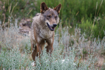 Canis Lupus Signatus watching, front view