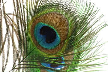 beautiful multi-colored and brilliant feather of the peacock's tail on a white isolated background