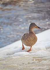 duck in the snow