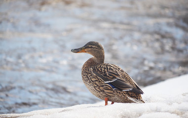 duck in the snow
