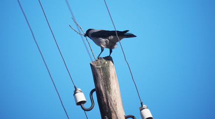 Obraz premium crow on an electric pole