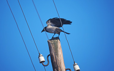 crow on an electric pole