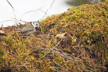 Tufted titmouse on the moss