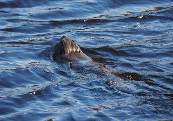 Obraz premium Beaver River