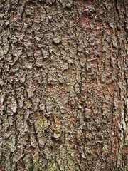spruce bark. background