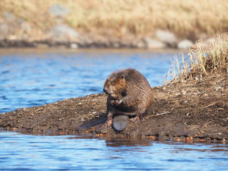 Beaver River © enskanto