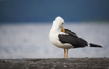 Seagull on the rock