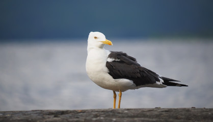 Seagull on the rock