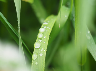 droplets on grass