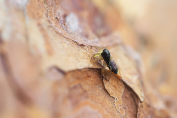 Spider on a pine bark
