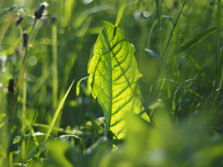 grass in the forest