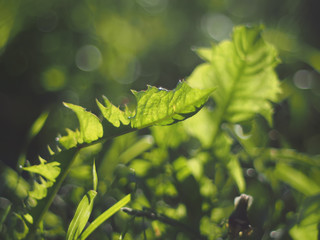 grass in the forest