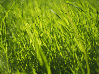 grass in the forest
